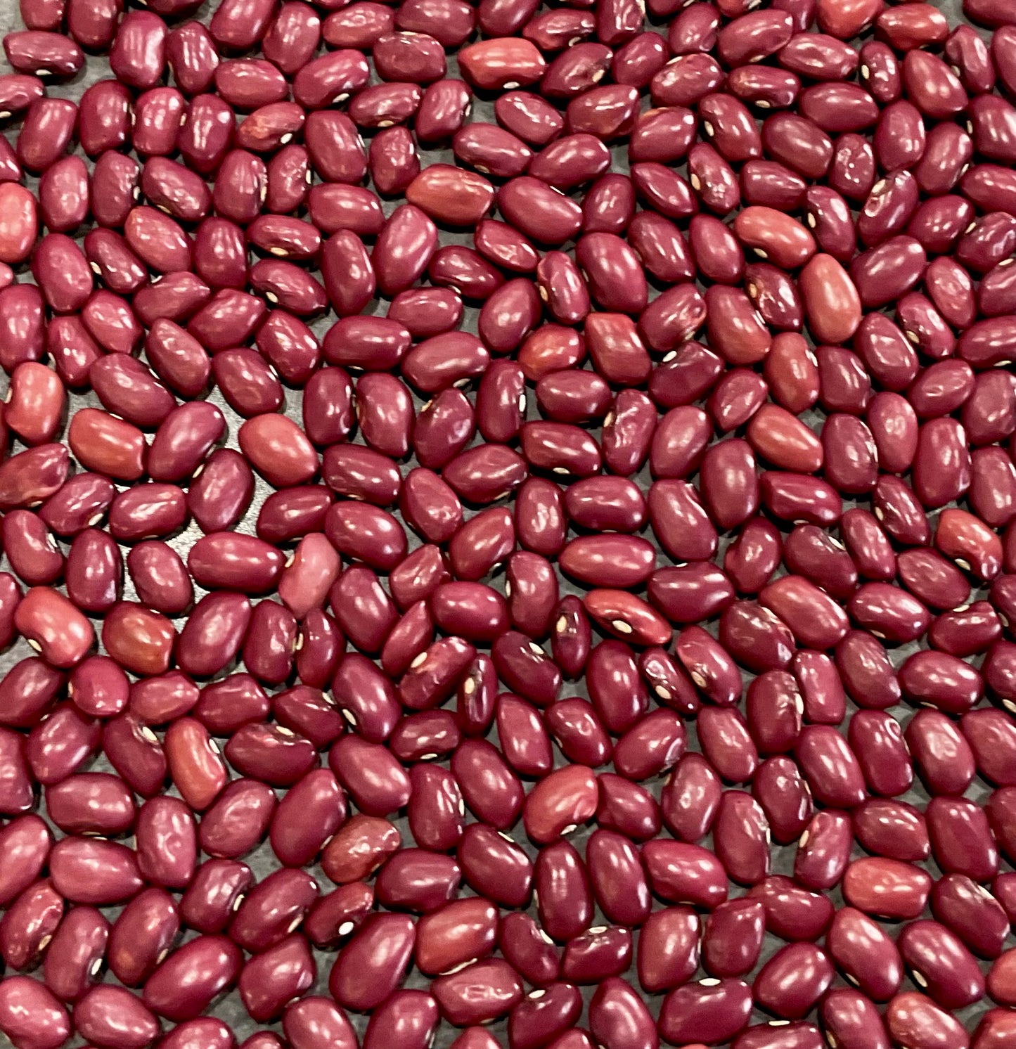 Bean - Hidatsa Red