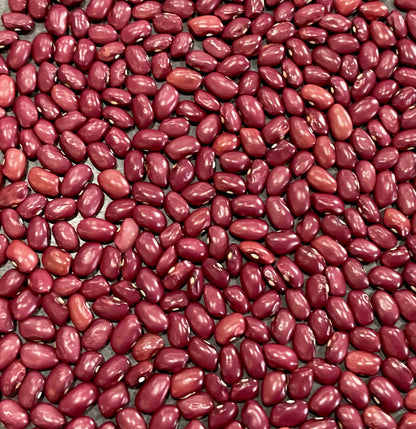 Bean - Hidatsa Red