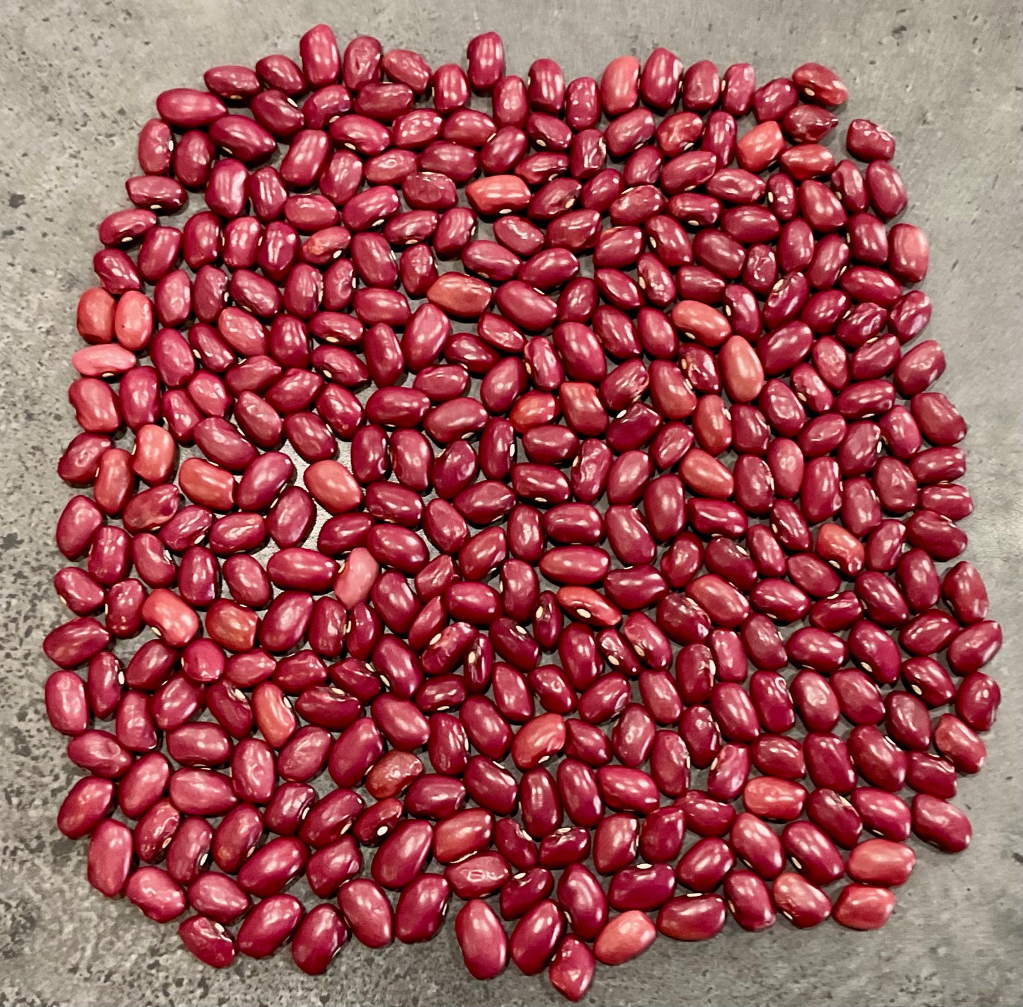 Bean - Hidatsa Red