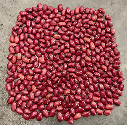Bean - Hidatsa Red