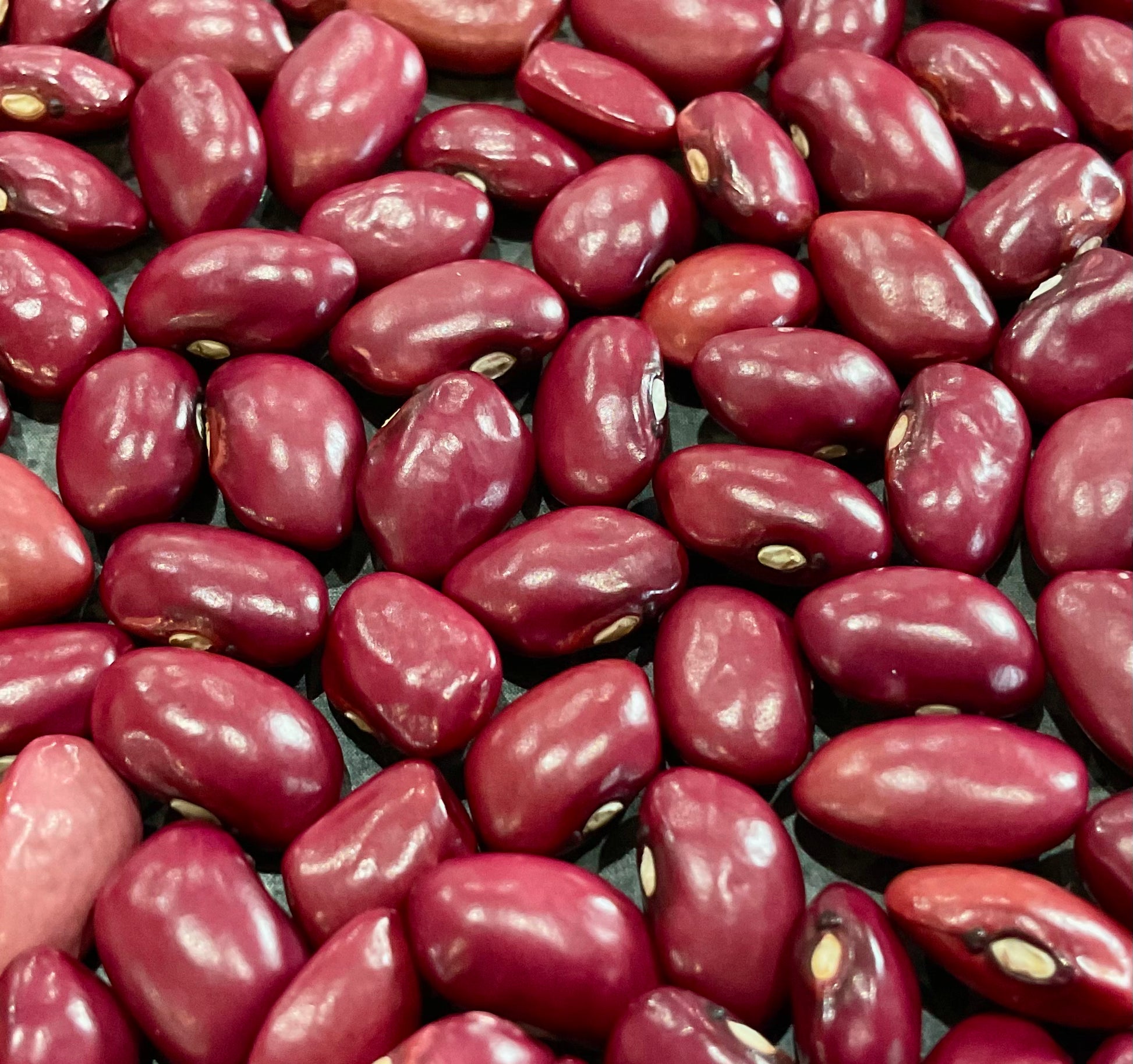 Hidatsa Red bean seeds heirloom dry bean Our Mountain Garden Tamborine Mountain