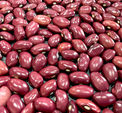 Bean - Hidatsa Red