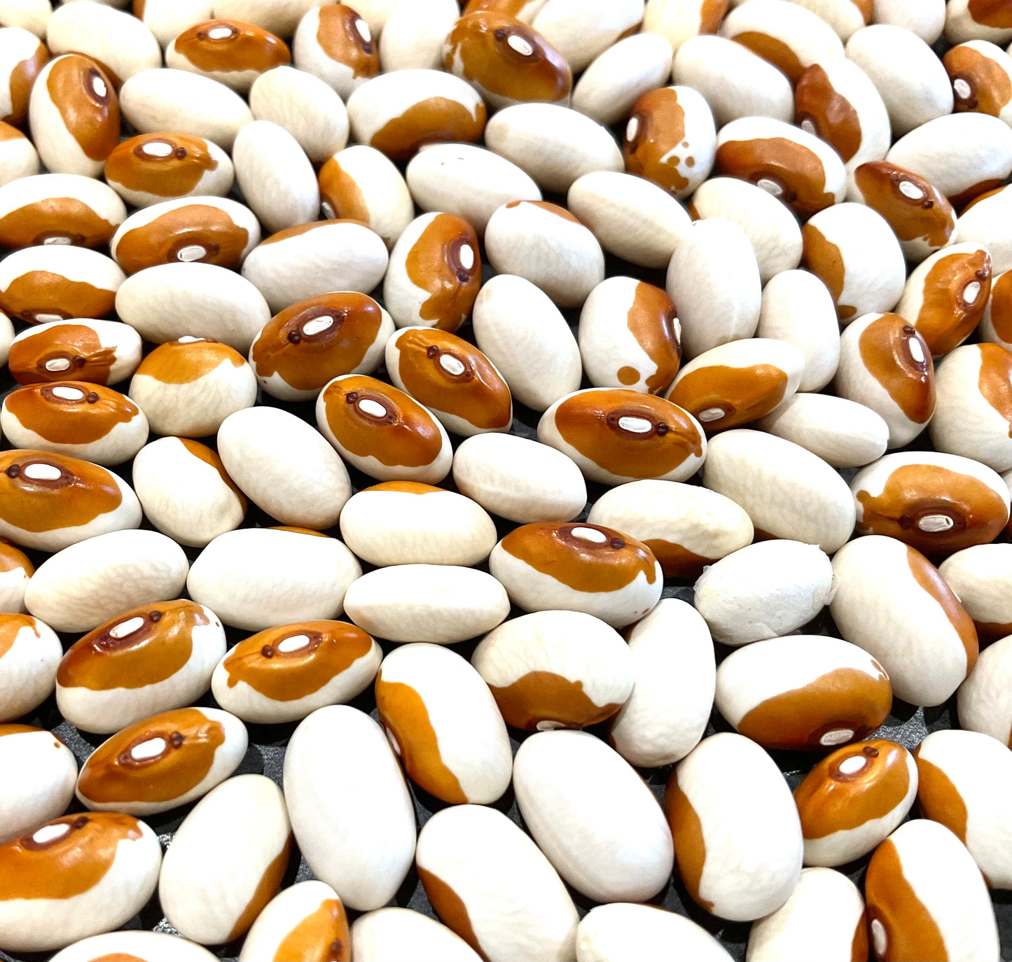 Butterscotch dry bean seeds Australia Our Mountain Garden Tamborine Mountain QLD