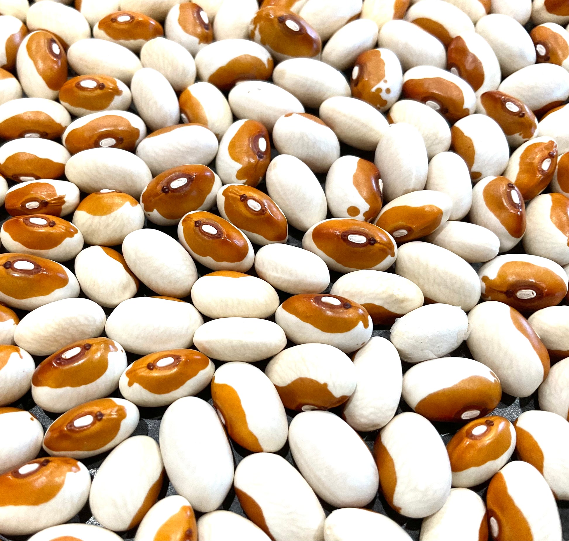 Butterscotch dry bean seeds Australia Our Mountain Garden Tamborine Mountain QLD