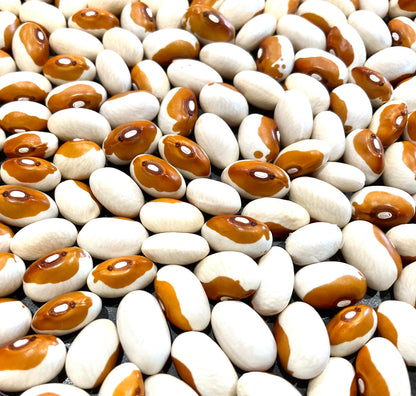 Butterscotch dry bean seeds Australia Our Mountain Garden Tamborine Mountain QLD
