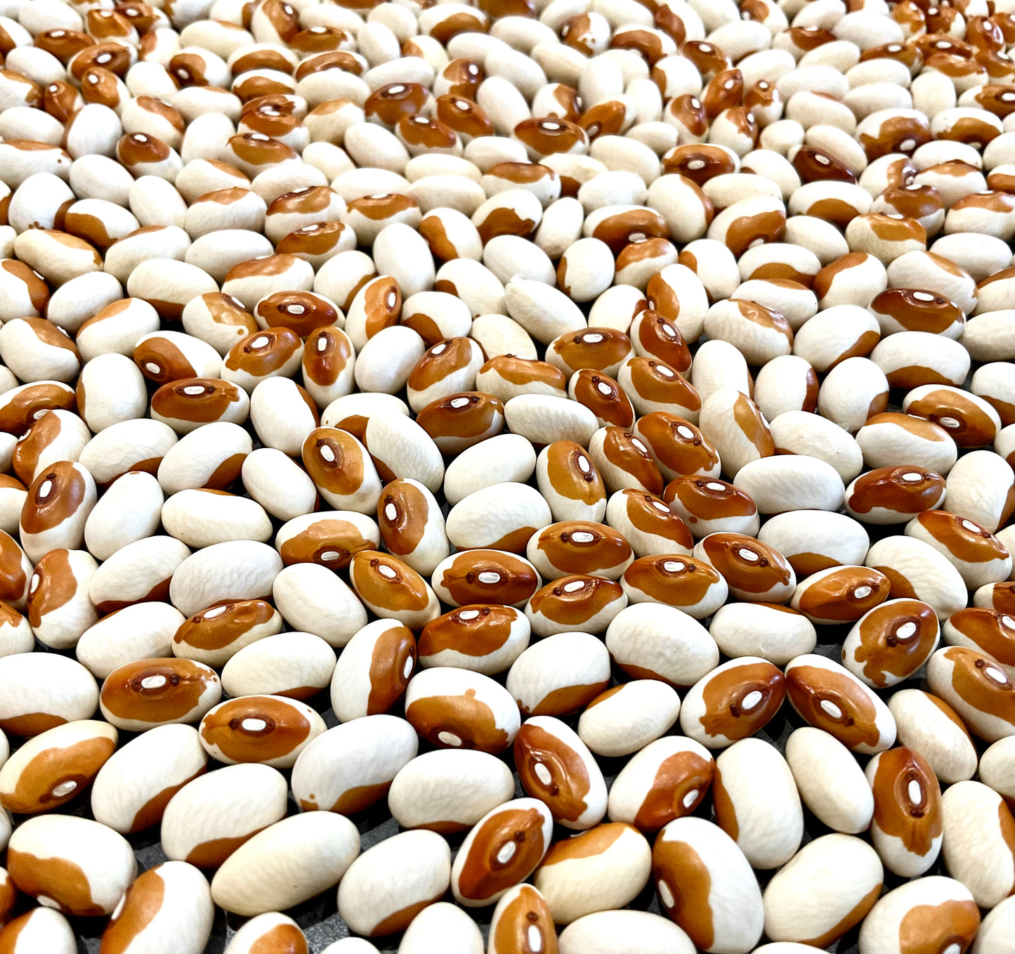 Bean - Butterscotch