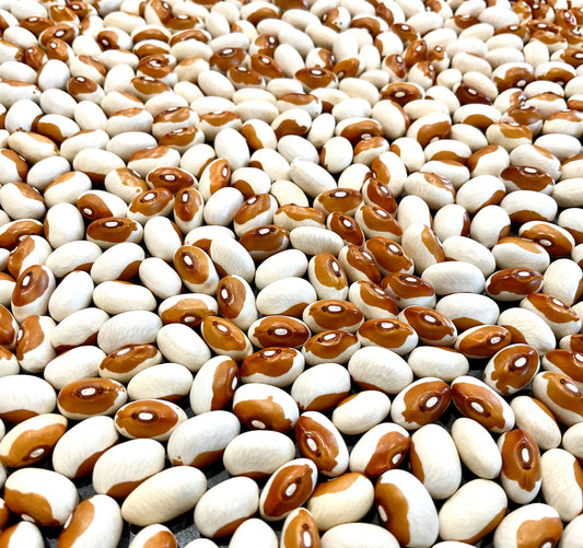 Bean - Butterscotch