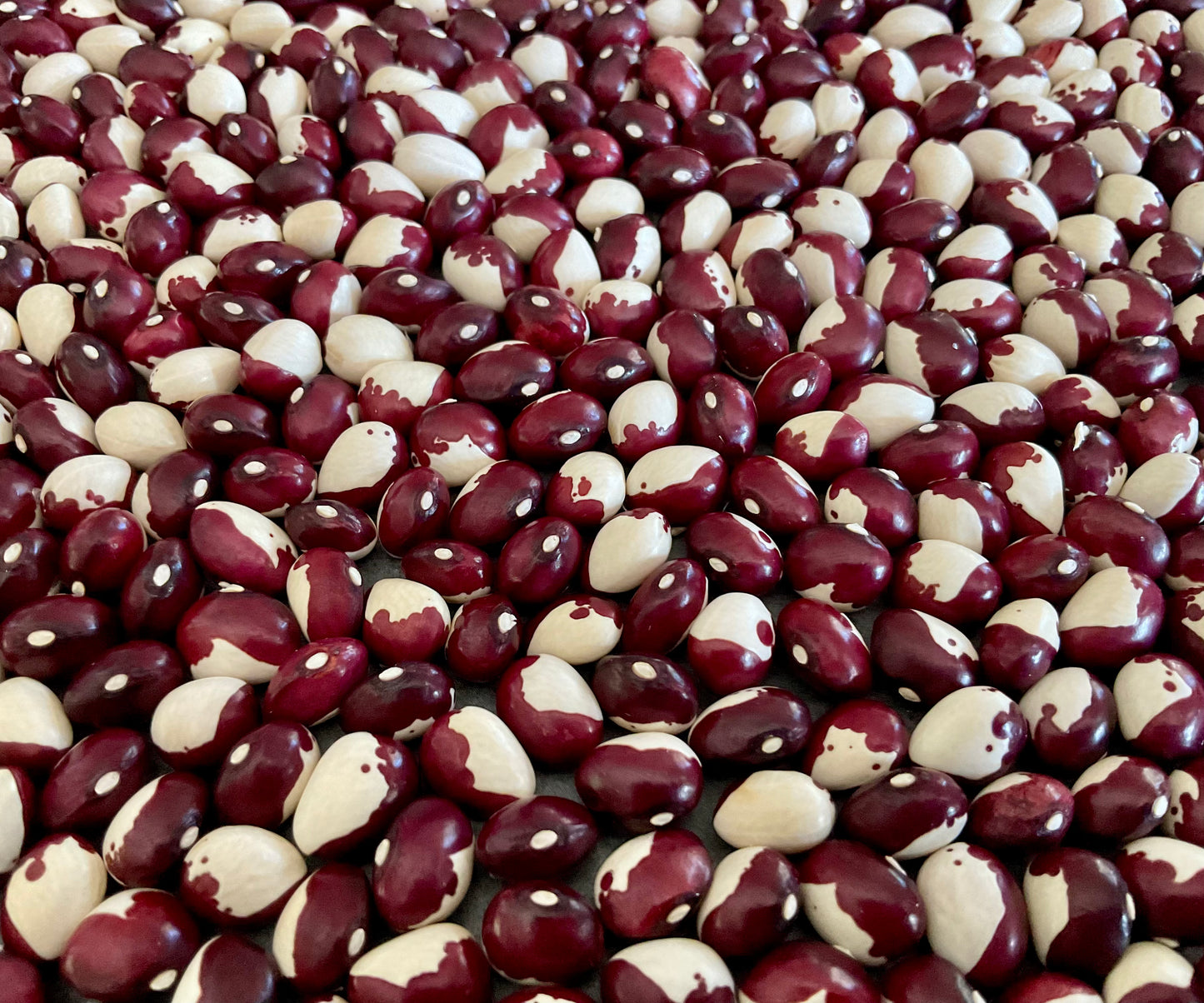 Bean - Frost