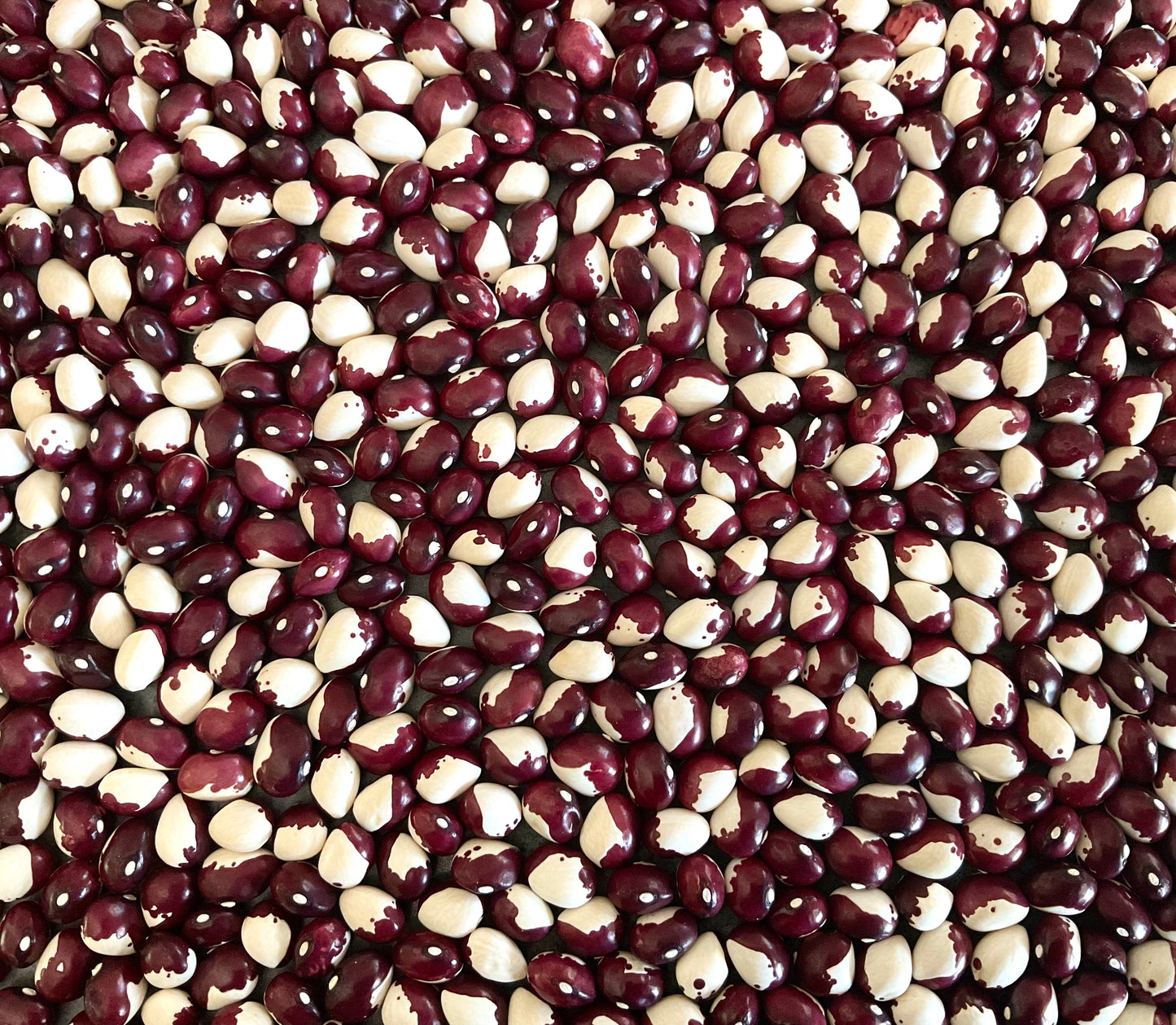 Bean - Frost