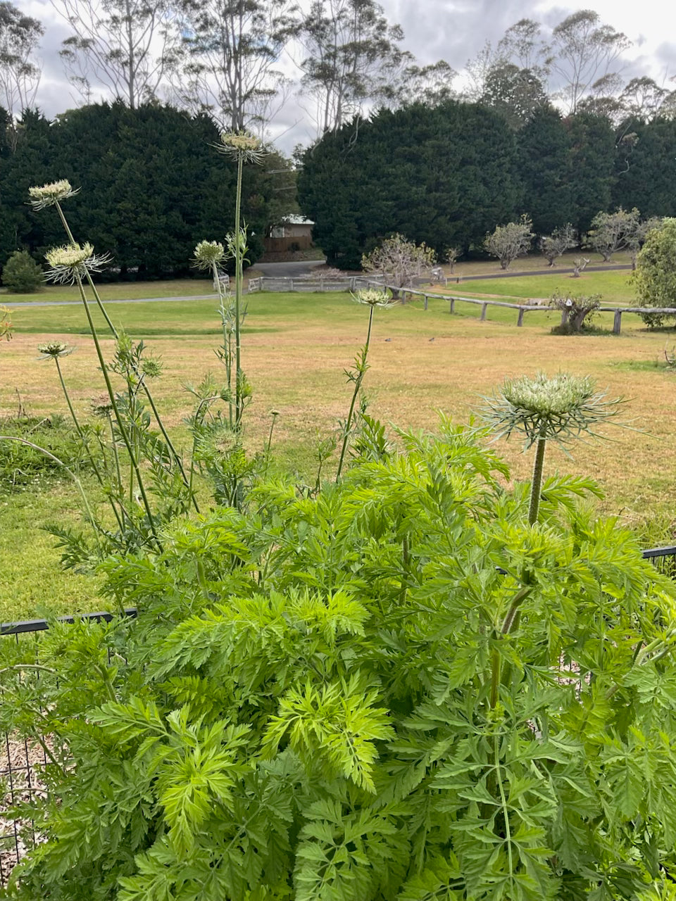 Chocolate Lace (Queen Anne’s Lace) - (150 seeds)