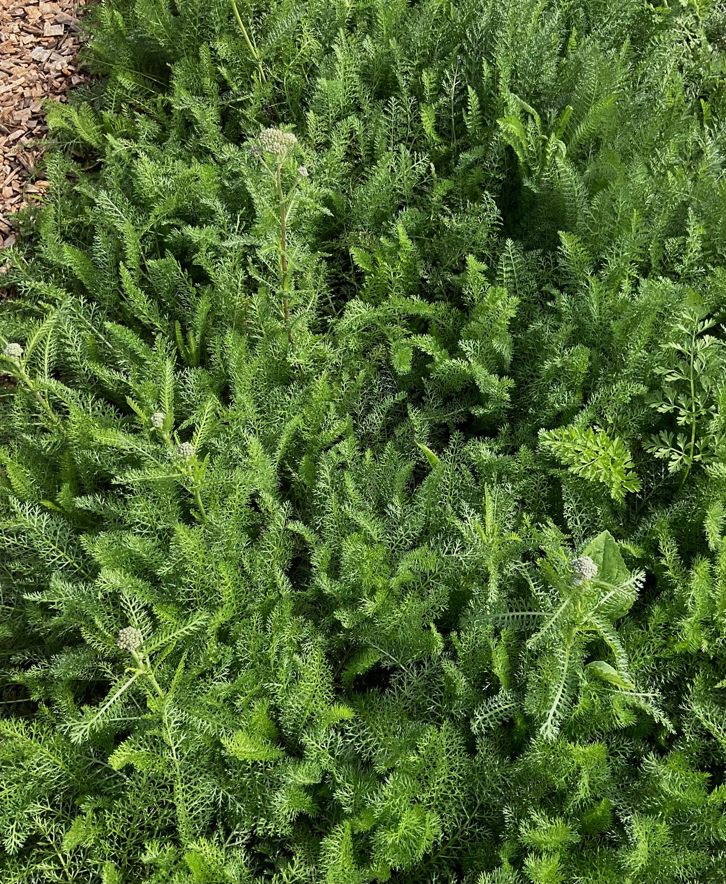 Yarrow - 'Summer Berries' - (50x Seeds)
