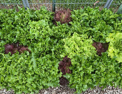 Lettuce – Loose Leaf Mix - (275x seeds)