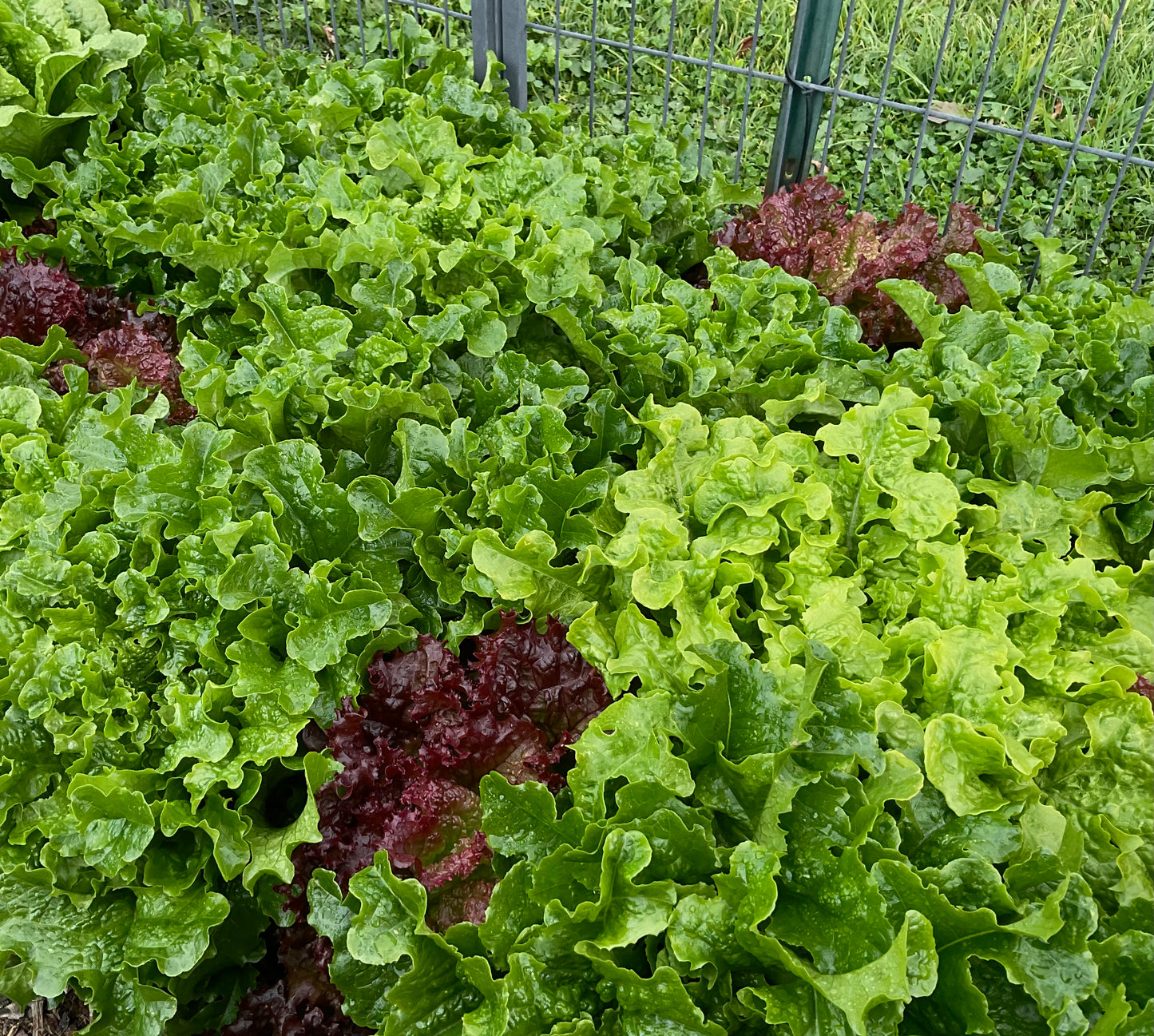 Lettuce – Loose Leaf Mix - (275x seeds)