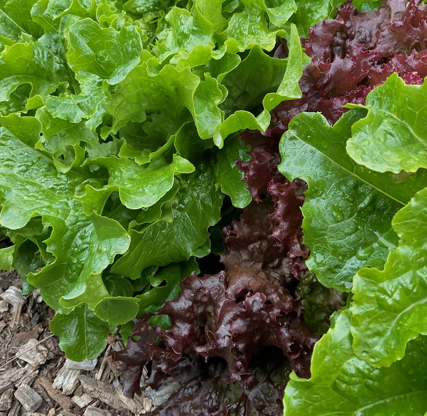 Lettuce – Loose Leaf Mix - (275x seeds)