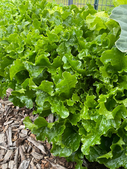 Lettuce – Loose Leaf Mix - (275x seeds)