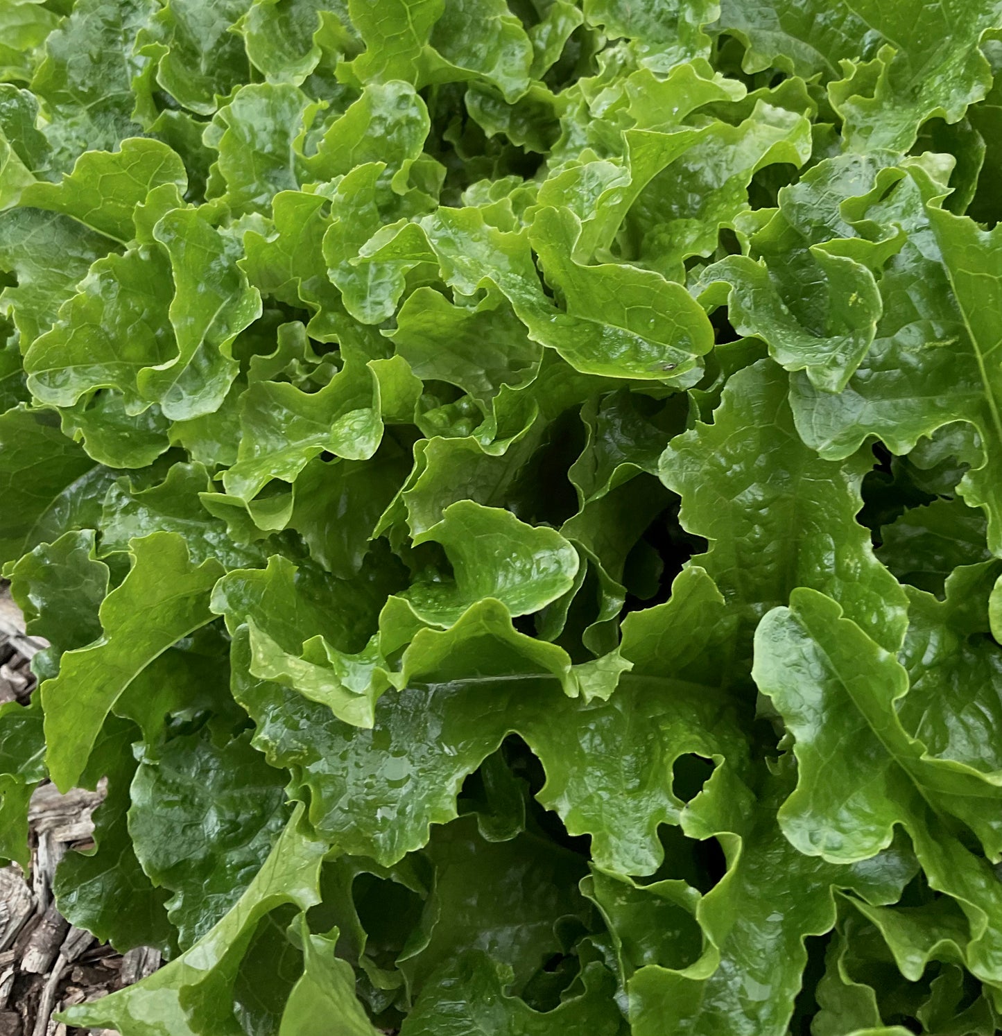Lettuce – Loose Leaf Mix - (275x seeds)