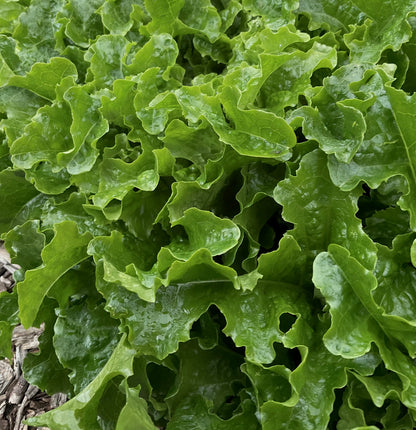 Lettuce – Loose Leaf Mix - (275x seeds)