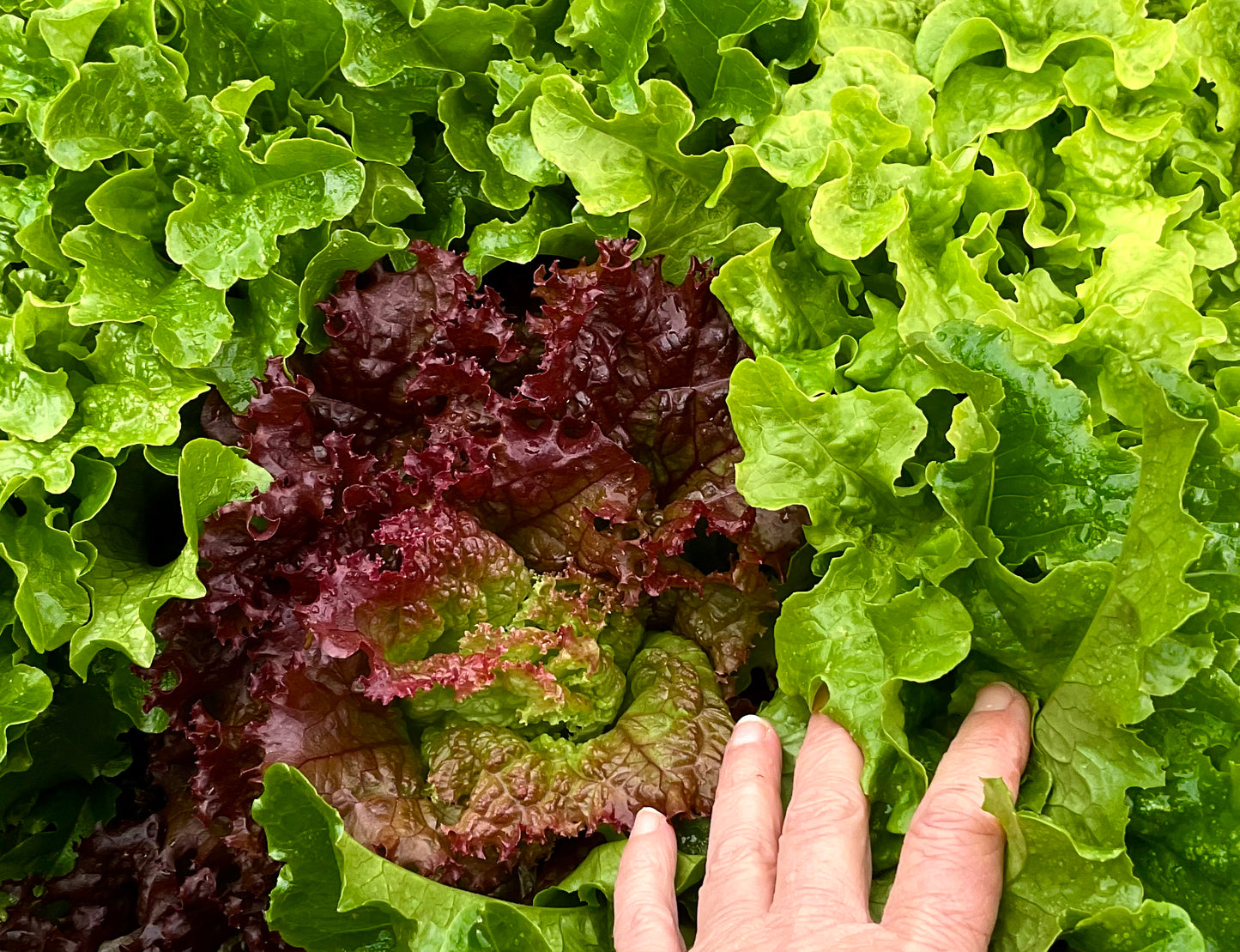 Lettuce – Loose Leaf Mix - (275x seeds)