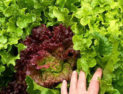 Lettuce – Loose Leaf Mix - (275x seeds)