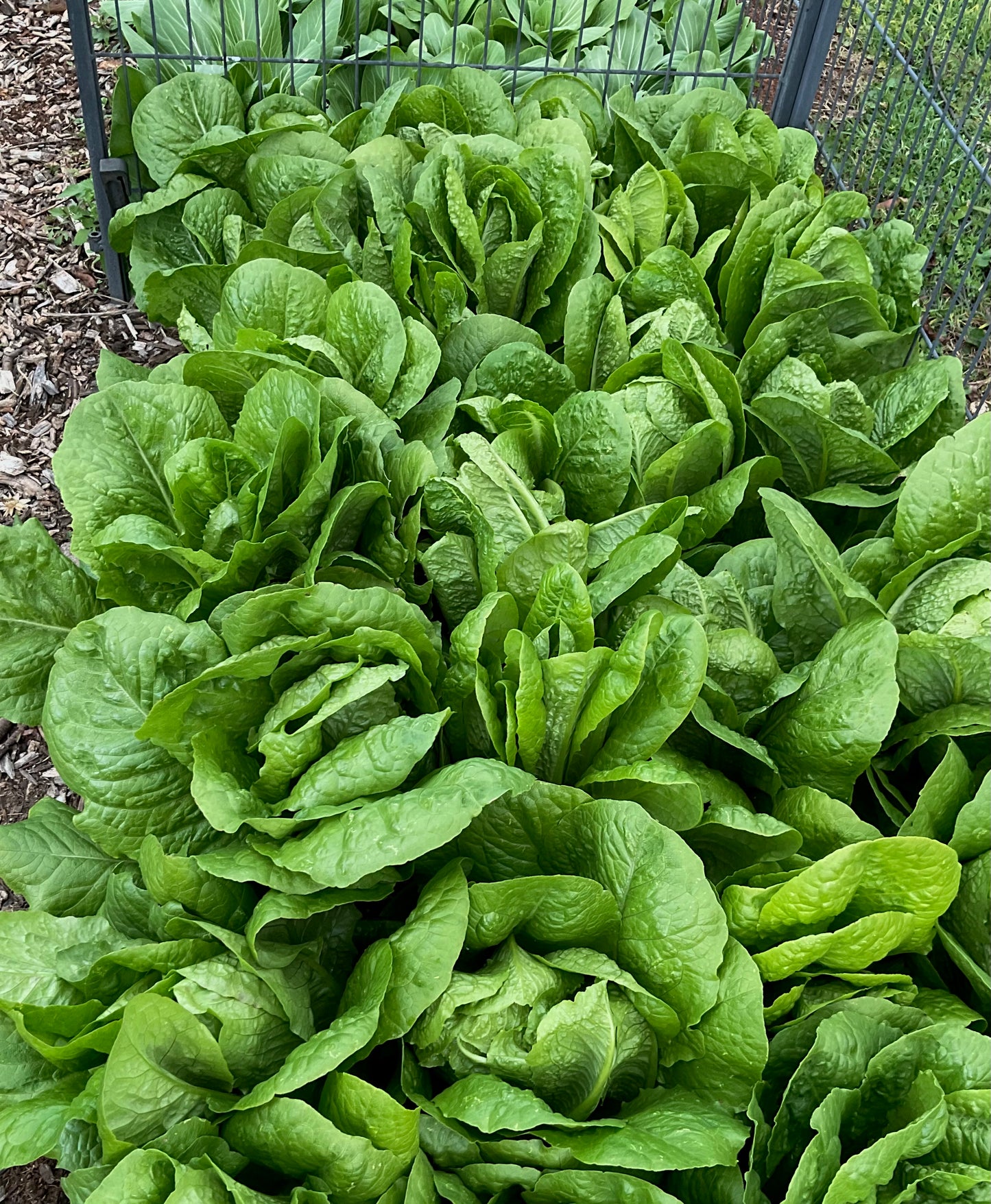 Lettuce - Parris Island Cos - (275x Seeds)