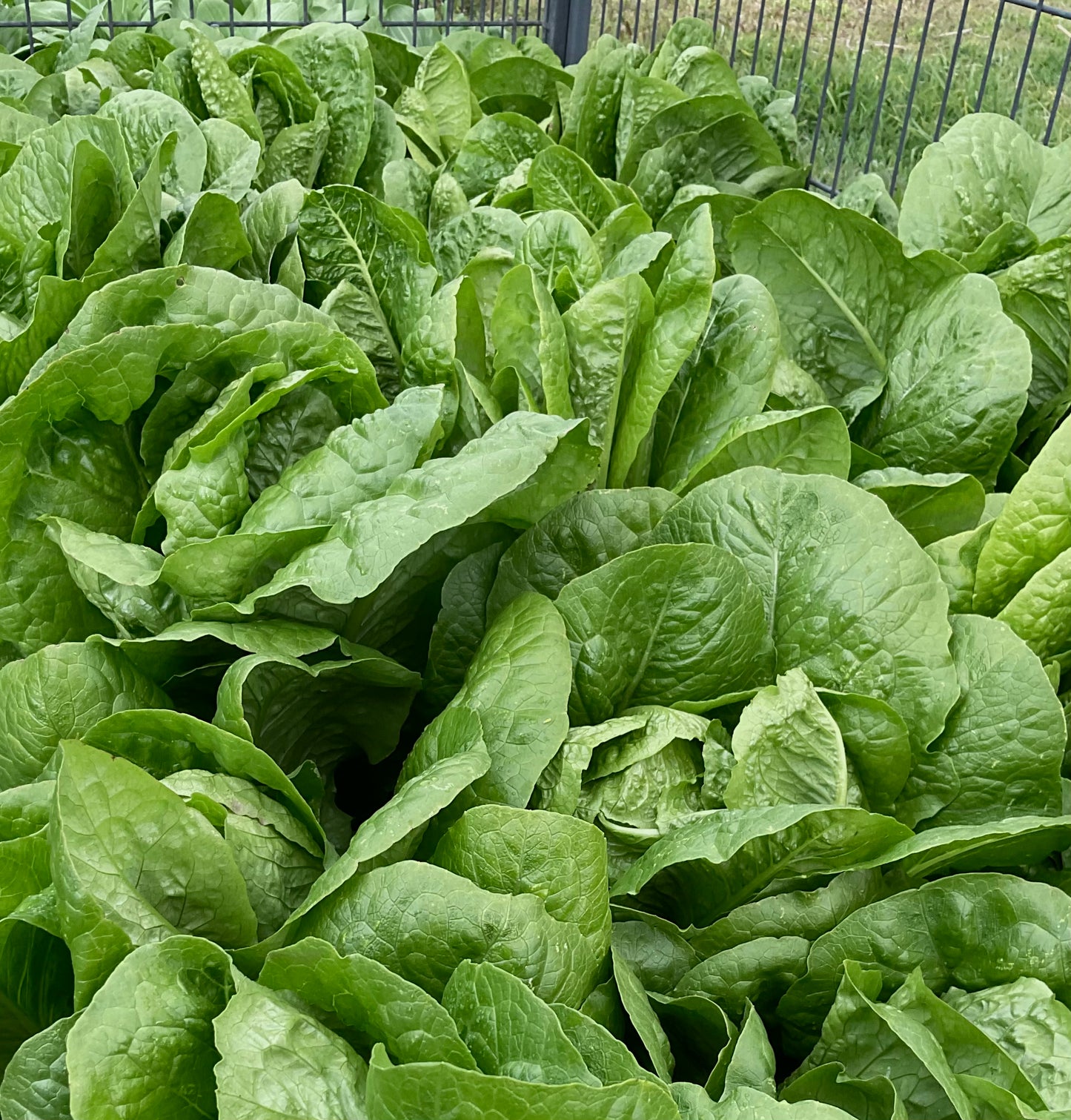 Lettuce - Parris Island Cos - (275x Seeds)