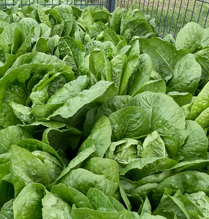 Lettuce - Parris Island Cos - (275x Seeds)