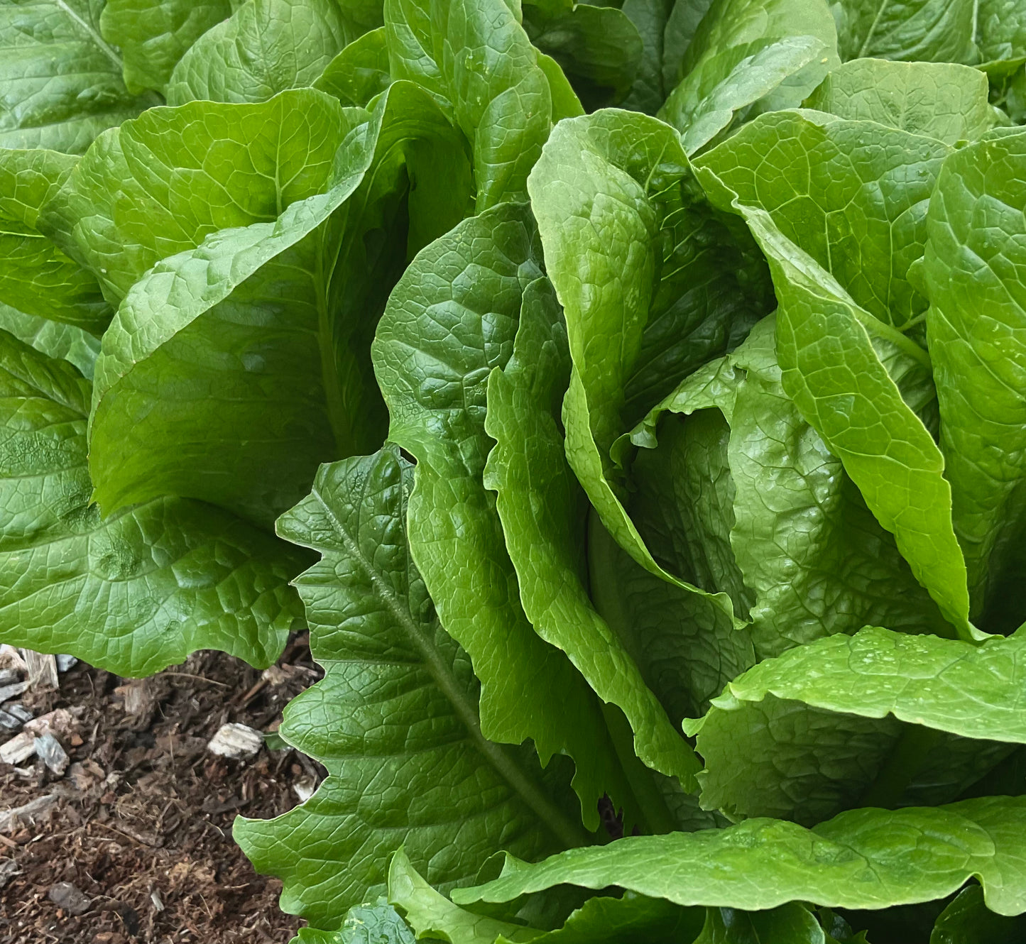 Lettuce - Parris Island Cos - (275x Seeds)