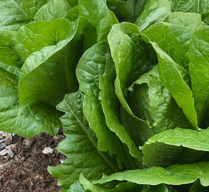 Lettuce - Parris Island Cos - (275x Seeds)
