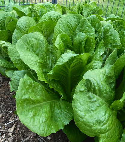 Lettuce - Parris Island Cos - (275x Seeds)
