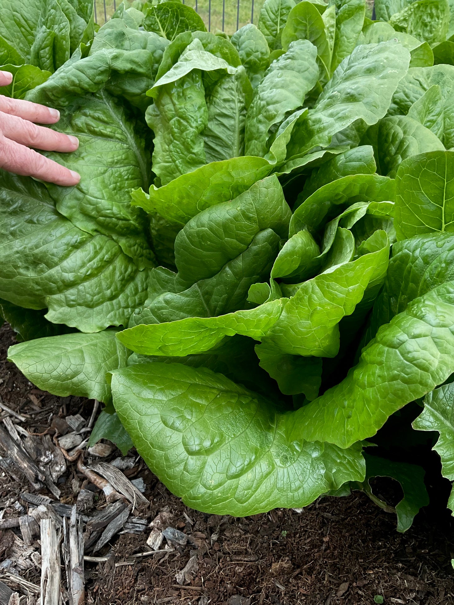 Fresh Green Parris Island Cos Lettuce growing in garden bed, Our Mountain Garden, Tamborine Mountain, Qld, Australia