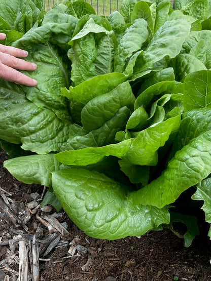 Fresh Green Parris Island Cos Lettuce growing in garden bed, Our Mountain Garden, Tamborine Mountain, Qld, Australia