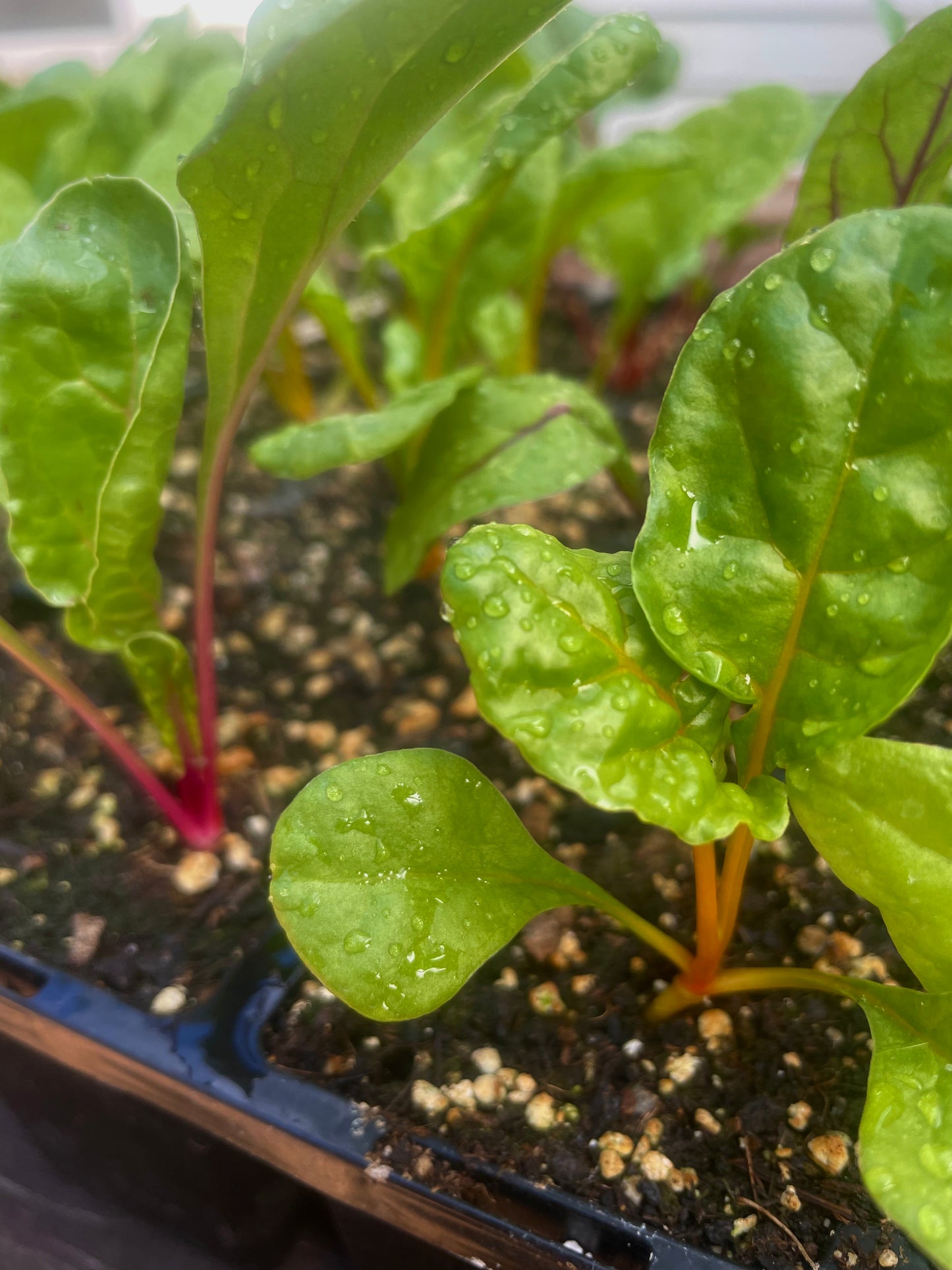 Swiss Chard - Silverbeet – Rainbow Mix - (75x seeds)