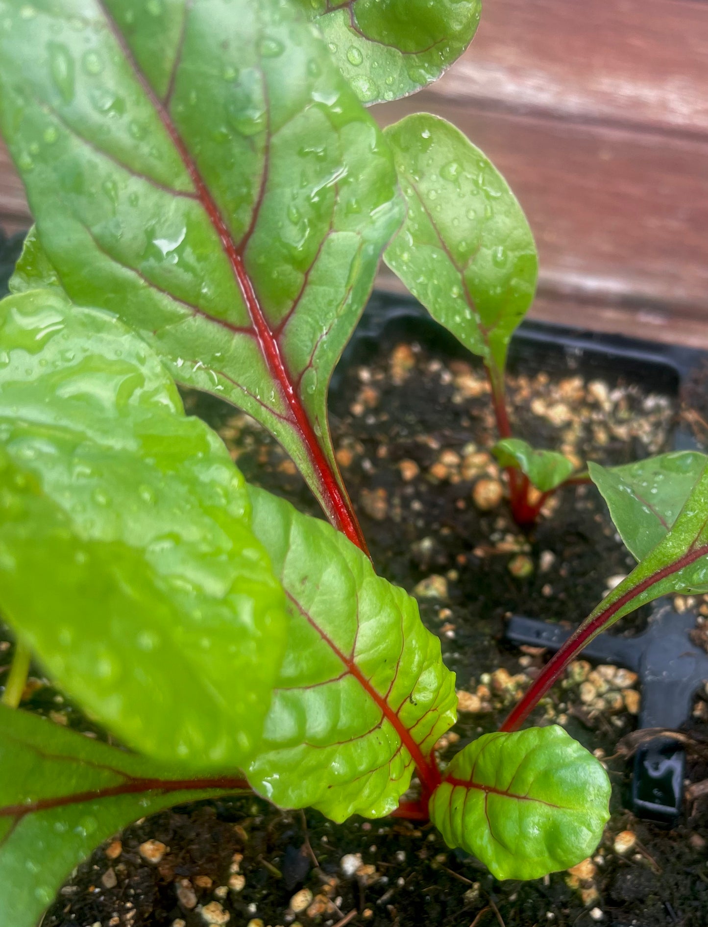 Swiss Chard - Silverbeet – Rainbow Mix - (75x seeds)