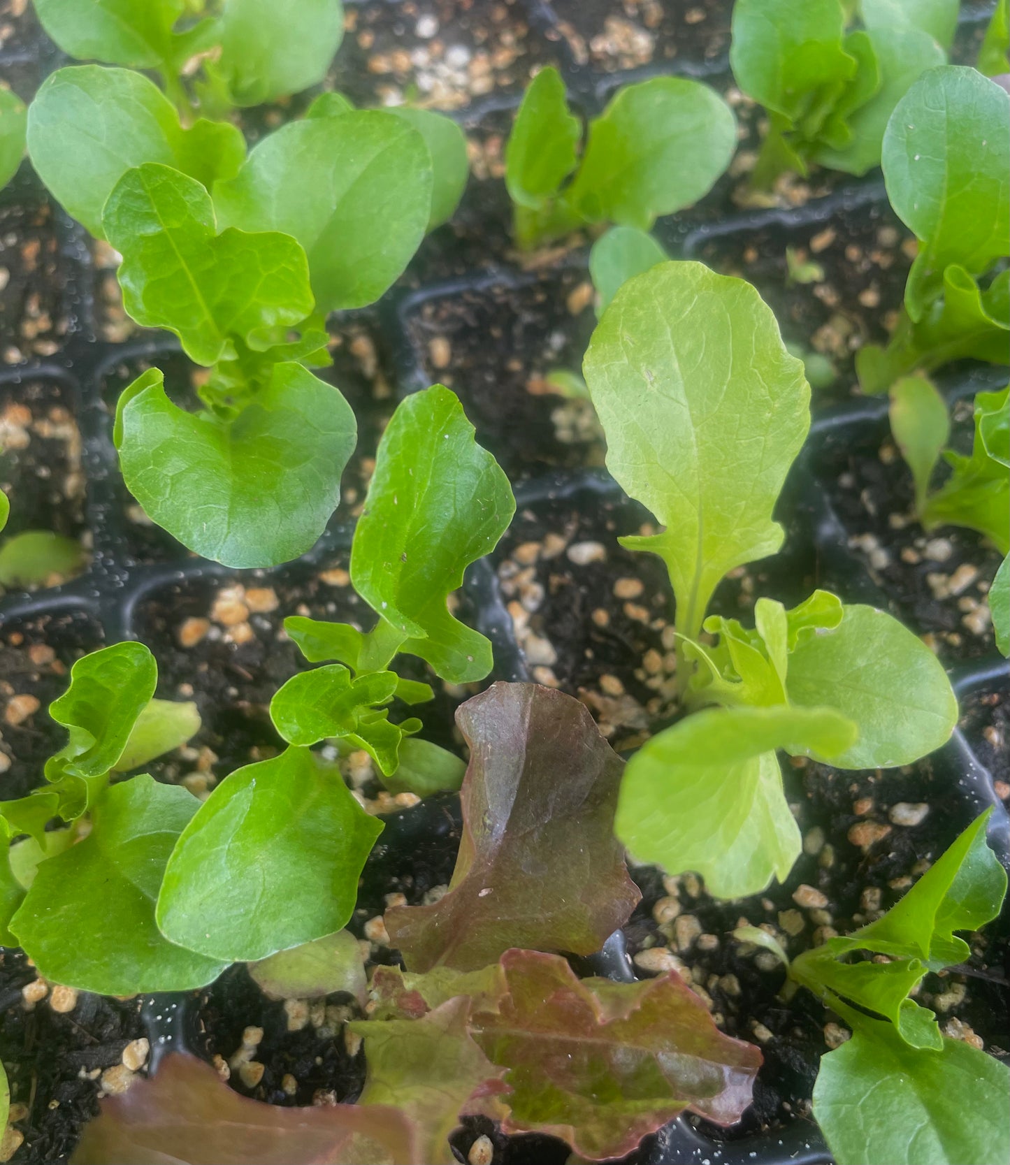 Lettuce – Loose Leaf Mix - (275x seeds)
