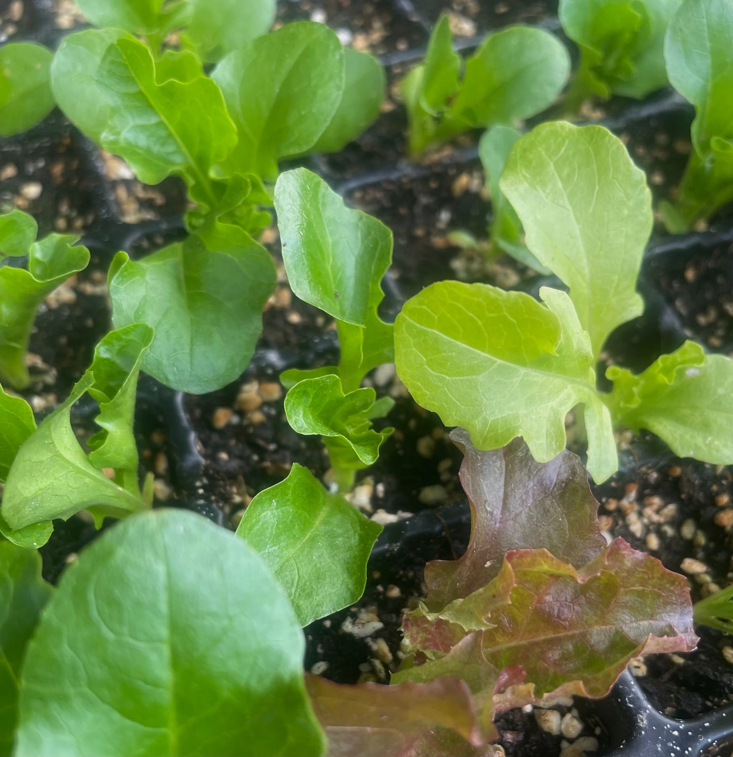 Lettuce – Loose Leaf Mix - (275x seeds)