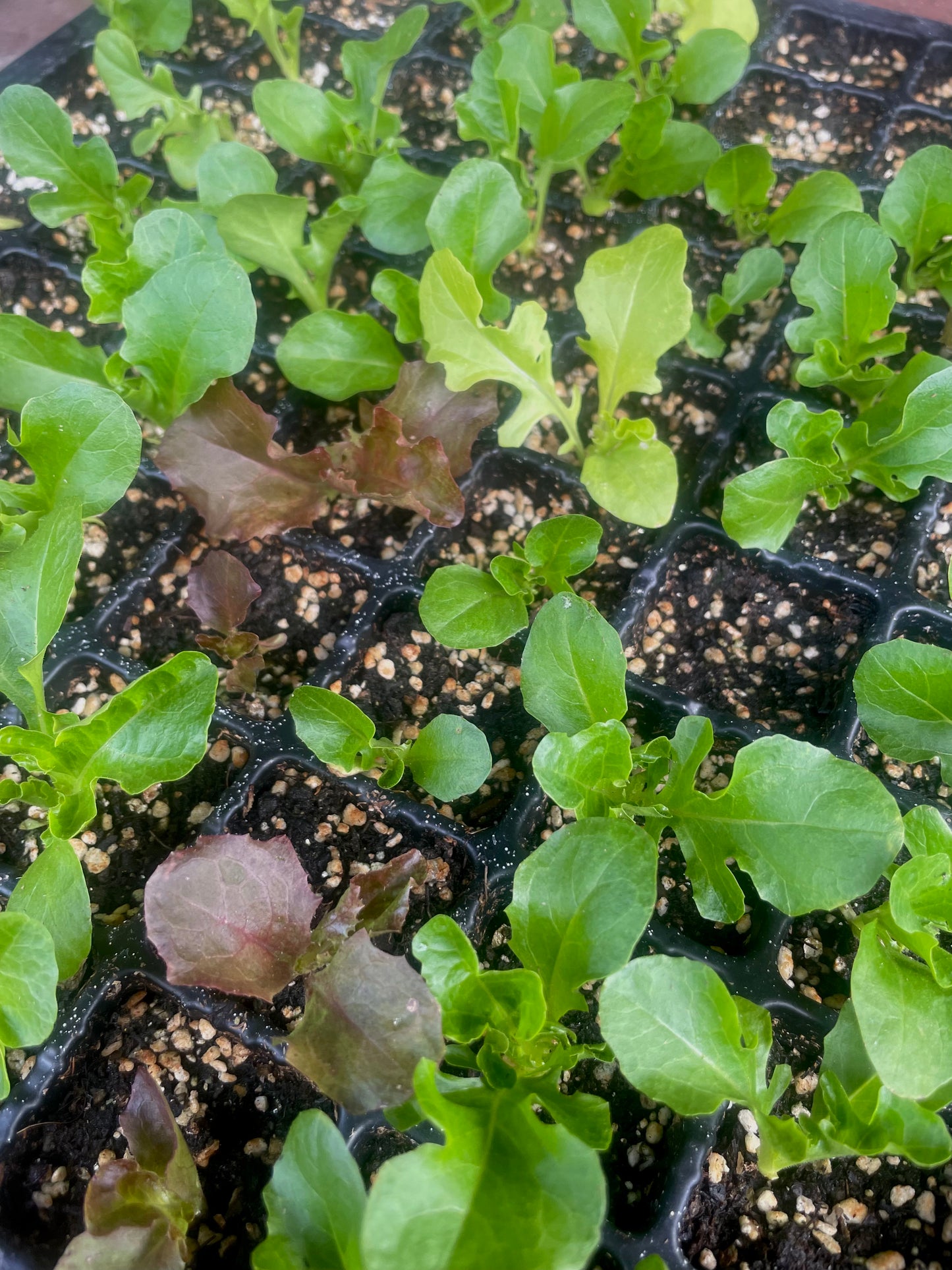 Lettuce – Loose Leaf Mix - (275x seeds)