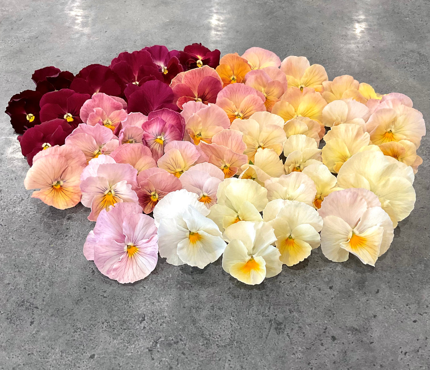 A cluster of fresh pansies arranged in a gradient from deep burgundy and pink to light peach, yellow, and white, displayed on a gray background.  Imperial Antique Shades variety - Our Mountains Garden, Qld Australia.  Seeds for Sale