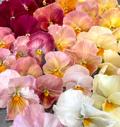 Pansy - Imperial Antique Shades - (25x Seeds)