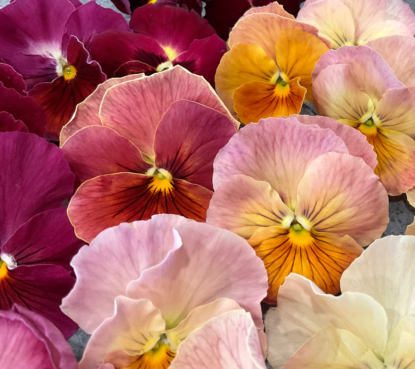 Pansy - Imperial Antique Shades - (25x Seeds)