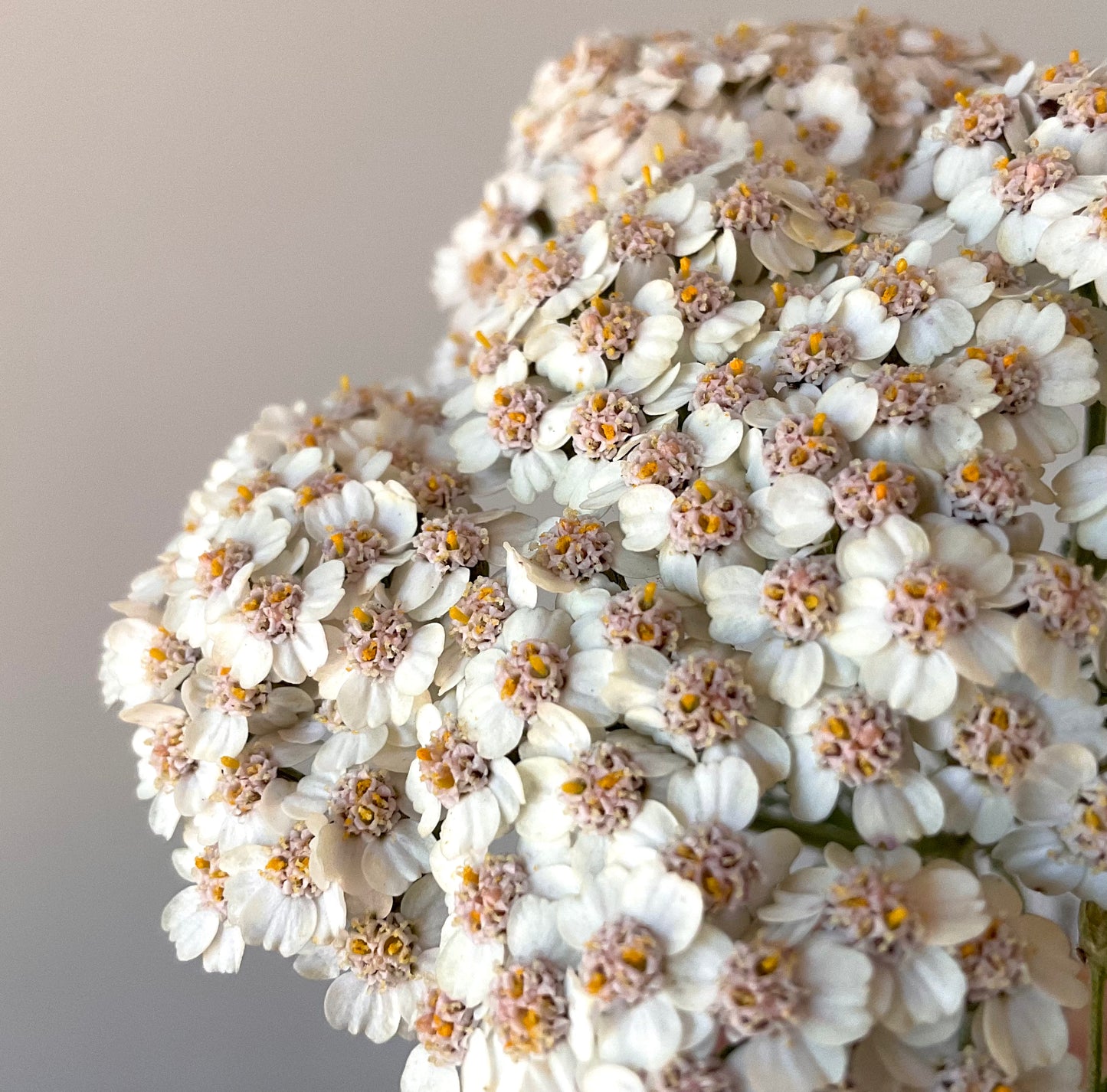 Yarrow - 'Summer Berries' - (50x Seeds)
