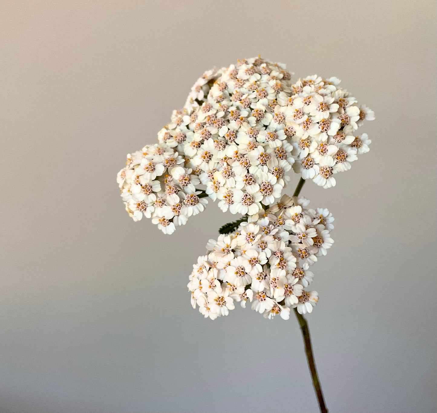 Yarrow - 'Summer Berries' - (50x Seeds)