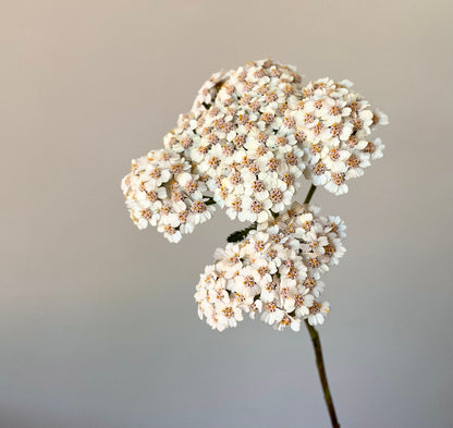 Yarrow - 'Summer Berries' - (50x Seeds)