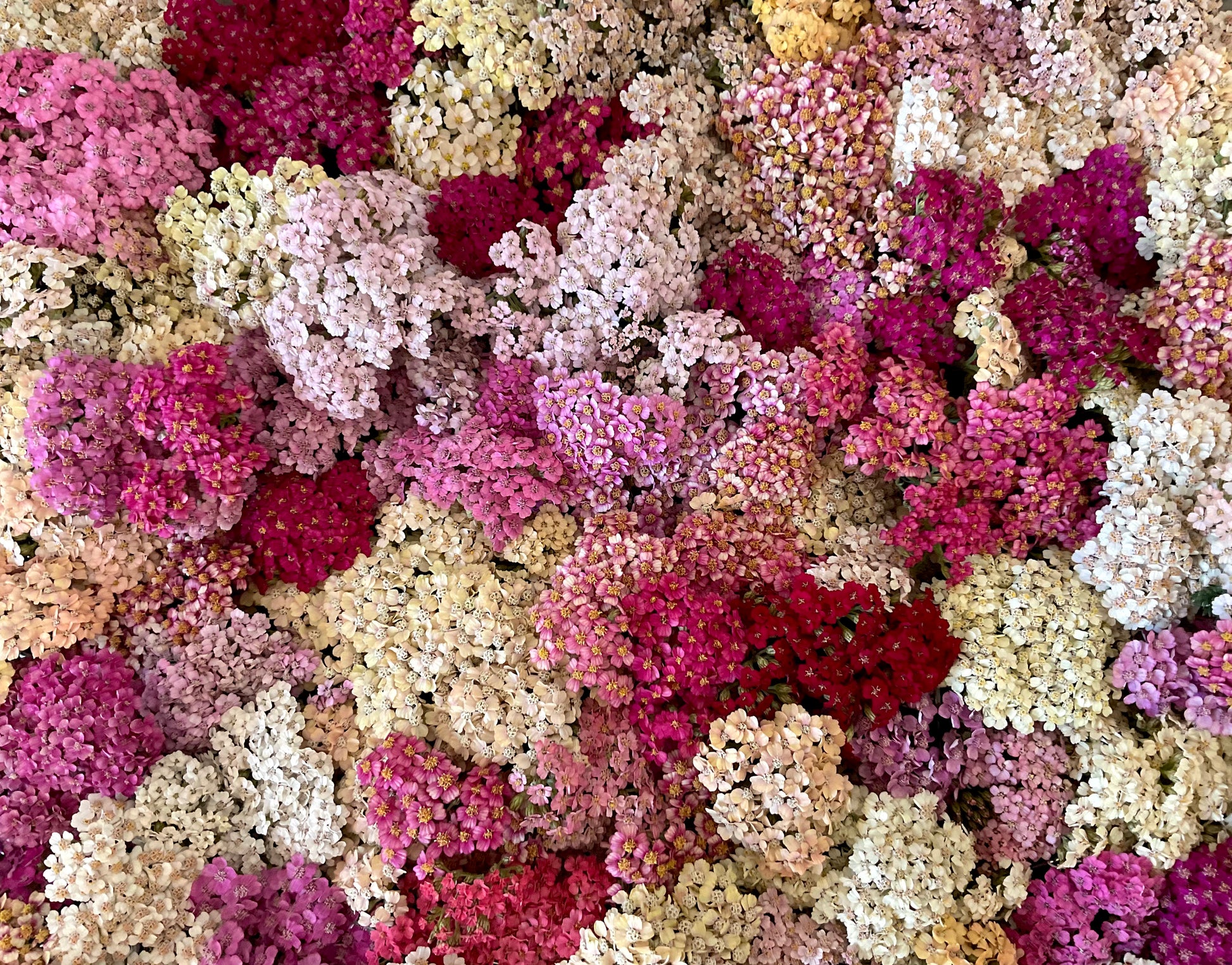 Yarrow Summer Berries close-up bloom Our Mountain Garden, Qld, Australia.
