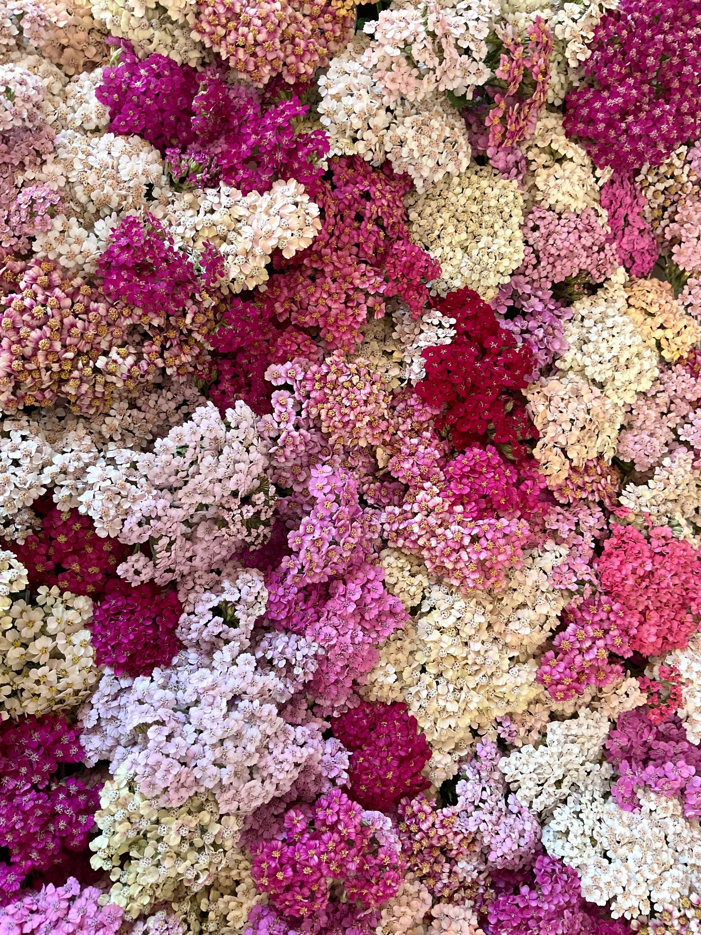 Yarrow - 'Summer Berries' - (50x Seeds)