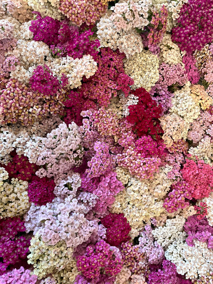 Yarrow - 'Summer Berries' - (50x Seeds)