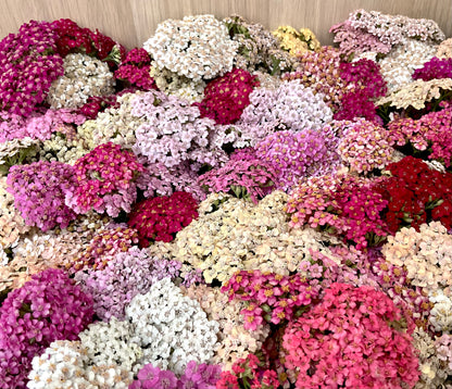 Yarrow - 'Summer Berries' - (50x Seeds)