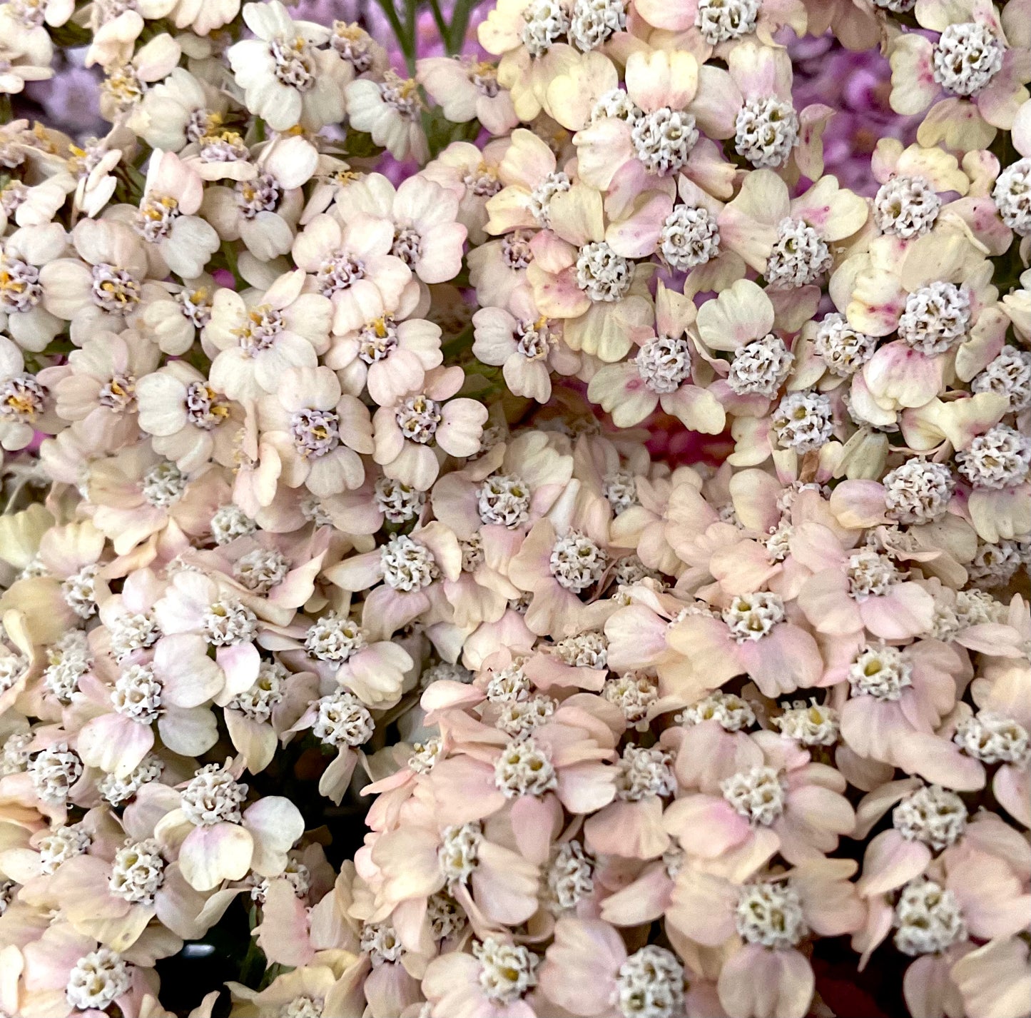 Yarrow - 'Summer Berries' - (50x Seeds)