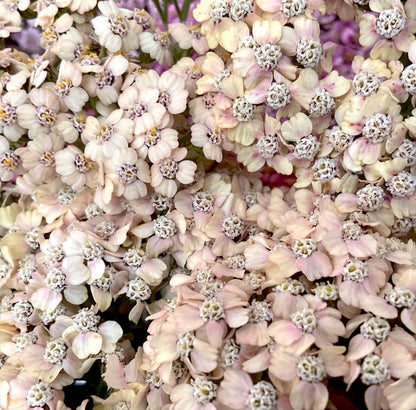 Yarrow - 'Summer Berries' - (50x Seeds)