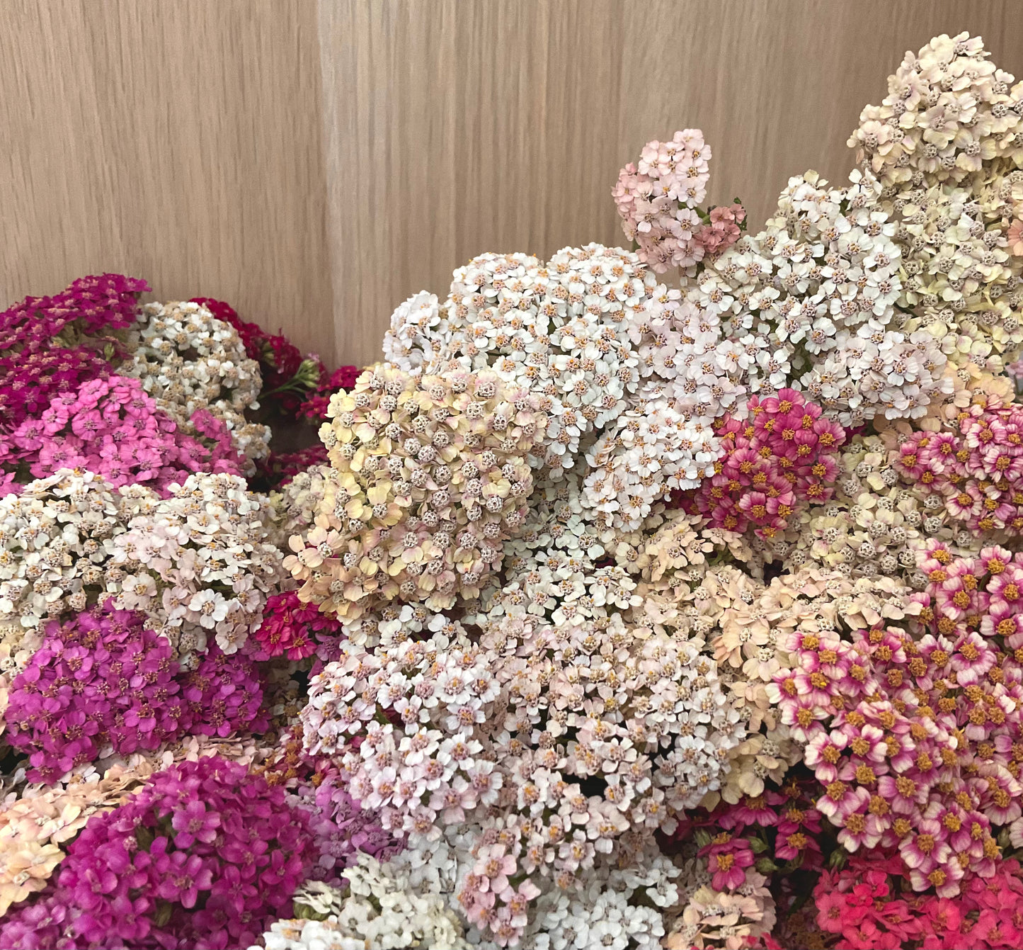 Yarrow - 'Summer Berries' - (50x Seeds)