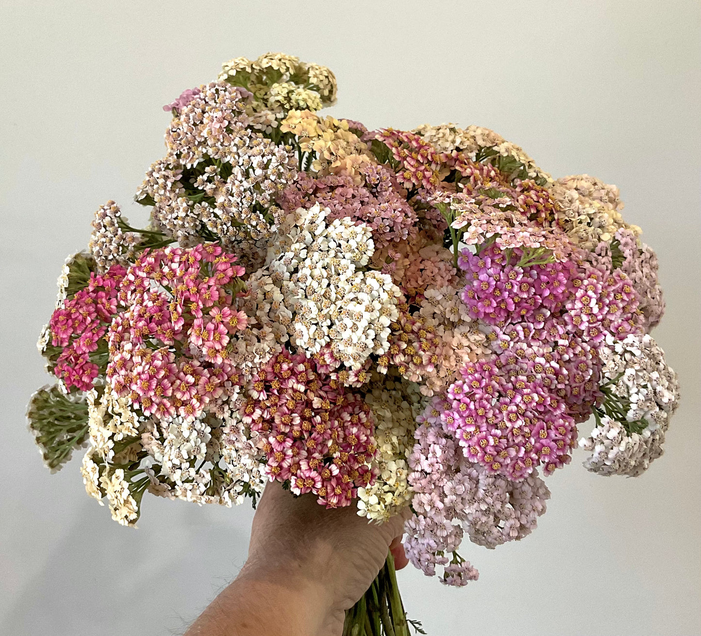 Yarrow Summer Berries berry pink coral flower detail Tamborine Mountain QLD